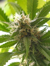 pot1 pot1